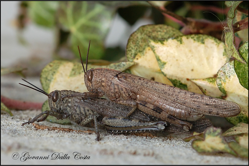 coppia di Anacridium aegyptium